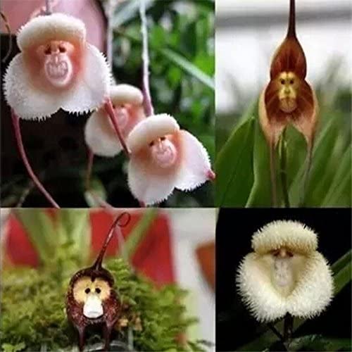 Picture of rare 10 Pcs Monkey Face Orchid Seeds-10 Pcs SeedS