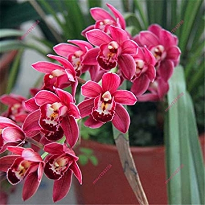 Picture of rare 10 Pcs Monkey Face Orchid Seeds-10 Pcs SeedS