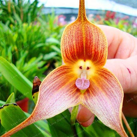 Picture of rare 10 Pcs Monkey Face Orchid Seeds-10 Pcs SeedS