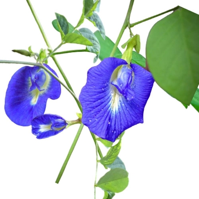 Picture of All Season  Aparajita Flower Seeds 10 Pics