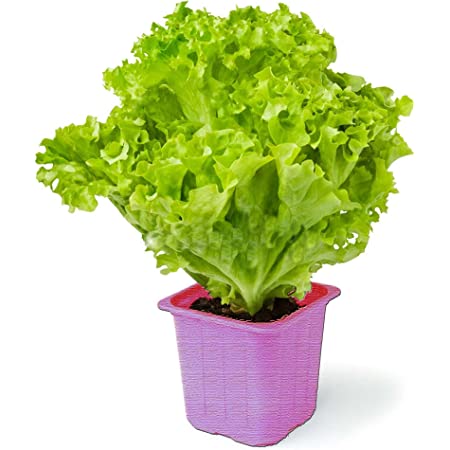 Picture of All Season 50 Pcs Lettuse Grand Rapid SeedS