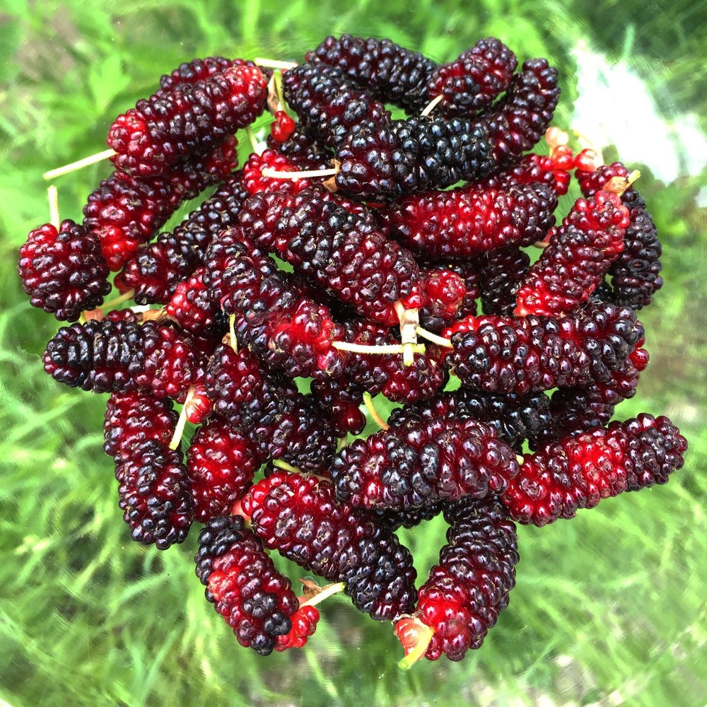 Picture of Global Red Mulberry 20 pcs seeds
