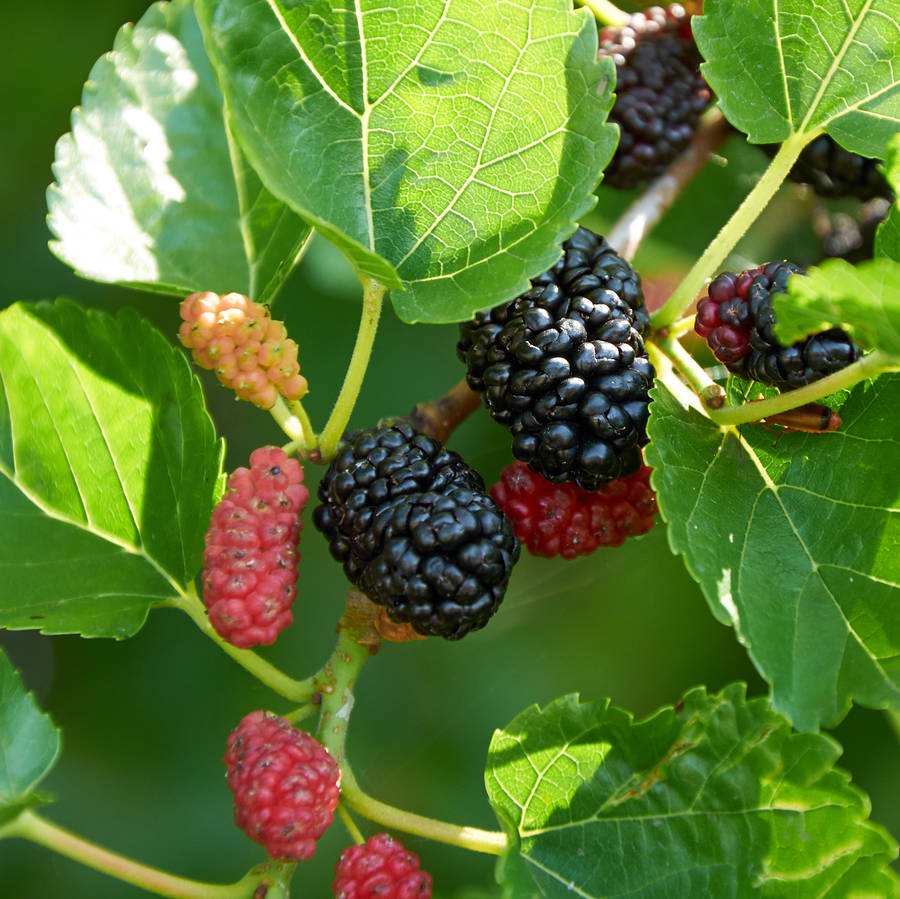 Picture of Global Red Mulberry 20 pcs seeds