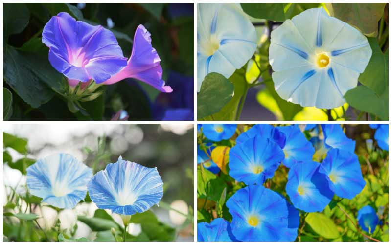 Picture of Rare mix colour15 Pcs Global Morning Glory Flower Bonsai Seeds