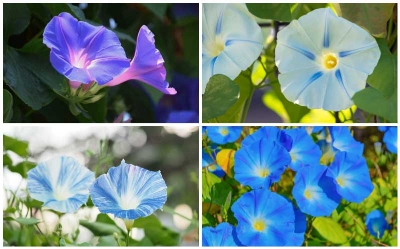 Picture of Rare mix colour15 Pcs Global Morning Glory Flower Bonsai Seeds
