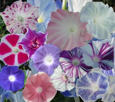 Picture of Rare mix colour15 Pcs Global Morning Glory Flower Bonsai Seeds