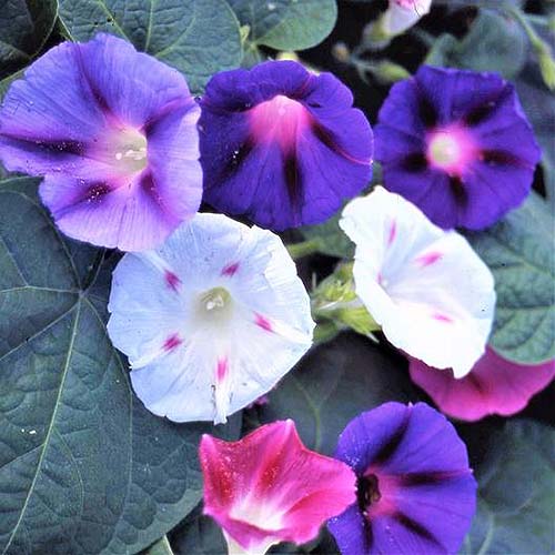Picture of Rare mix colour15 Pcs Global Morning Glory Flower Bonsai Seeds