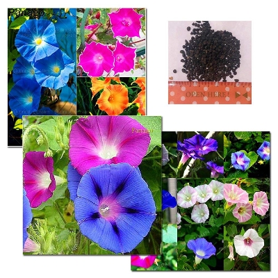 Picture of Rare mix colour15 Pcs Global Morning Glory Flower Bonsai Seeds