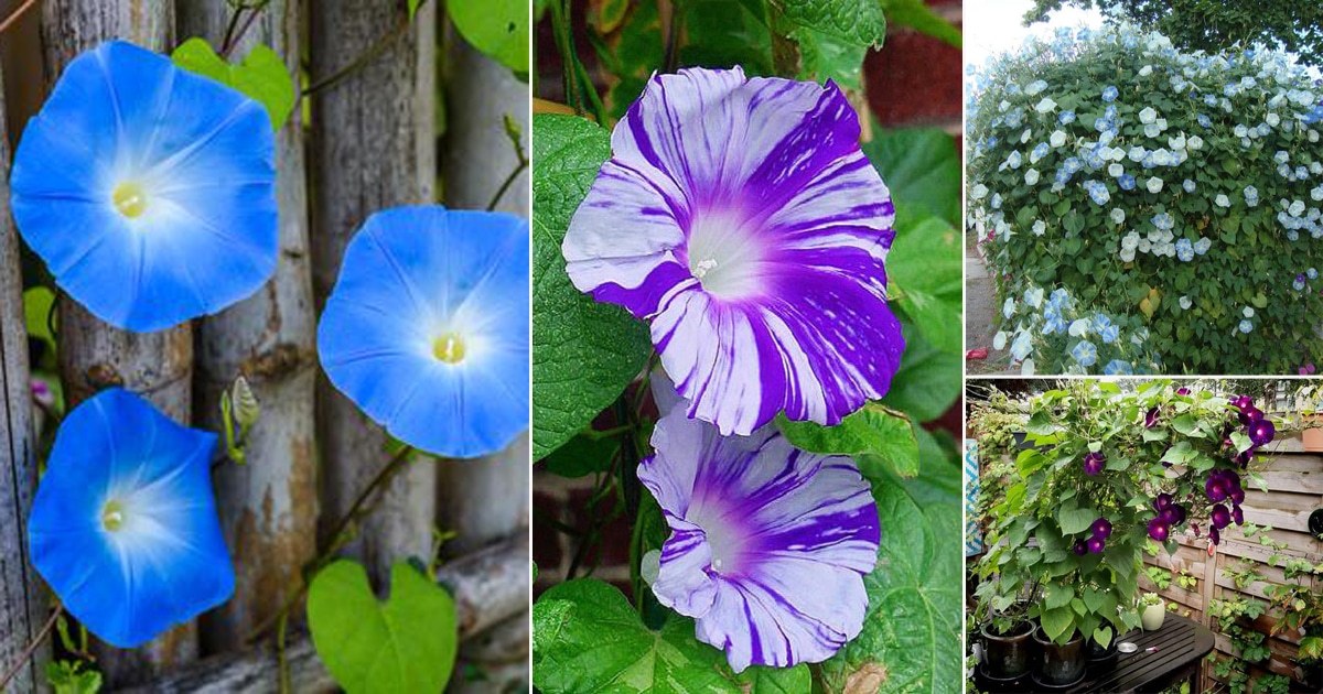 Picture of Rare mix colour15 Pcs Global Morning Glory Flower Bonsai Seeds