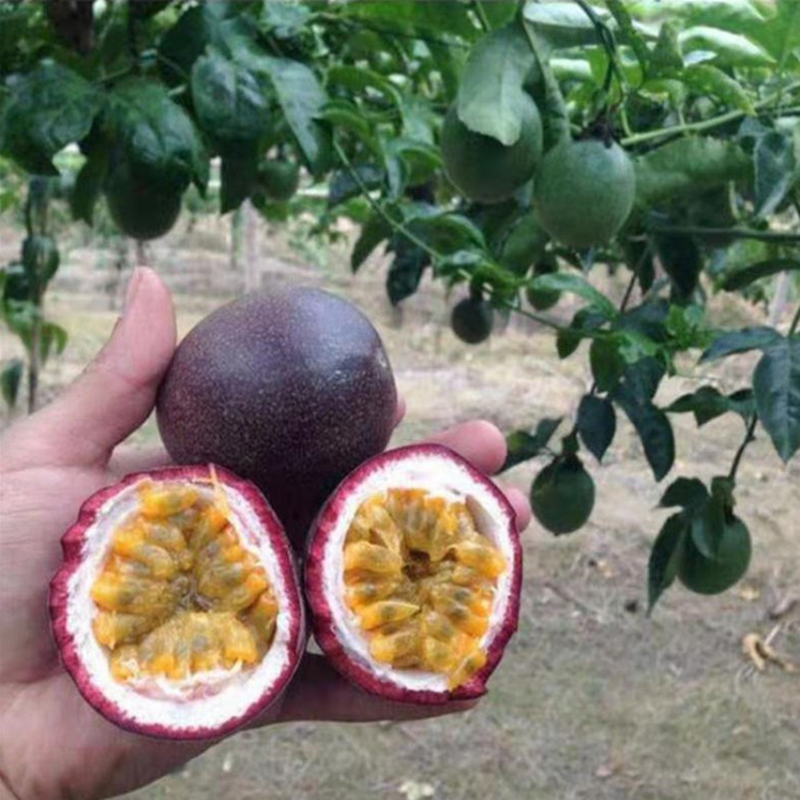 Picture of All Season Giant Sweet Passion Fruit  10pcs Seeds