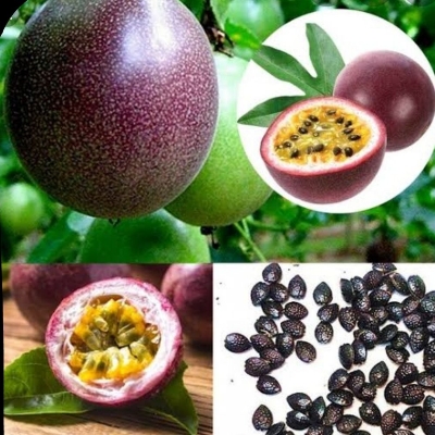 Picture of All Season Giant Sweet Passion Fruit  10pcs Seeds