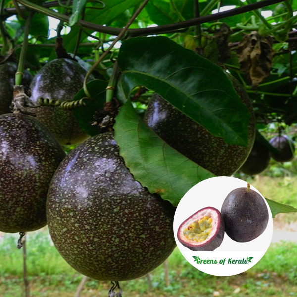 Picture of All Season Giant Sweet Passion Fruit  10pcs Seeds