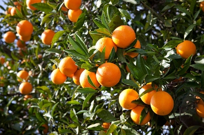 Picture of Bonsai Sweet Orange Tree Fruit Seeds - 10Pcs