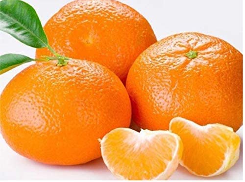 Picture of Bonsai Sweet Orange Tree Fruit Seeds - 10Pcs