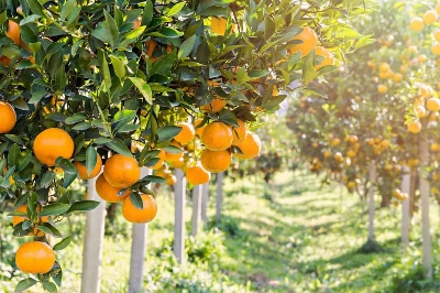 Picture of Bonsai Sweet Orange Tree Fruit Seeds - 10Pcs
