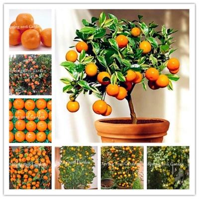 Picture of Bonsai Sweet Orange Tree Fruit Seeds - 10Pcs