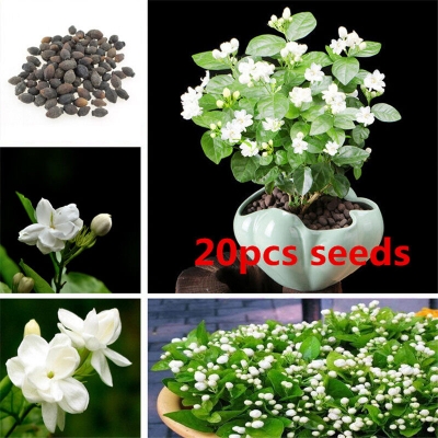 Picture of Global Dwarf Jasmine Flower Seeds - 20 Pcs Seeds