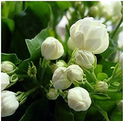 Picture of Global Dwarf Jasmine Flower Seeds - 20 Pcs Seeds