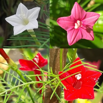 Picture of 3 Mix Color Kunjo Flower Seeds - 10 Pcs Seeds