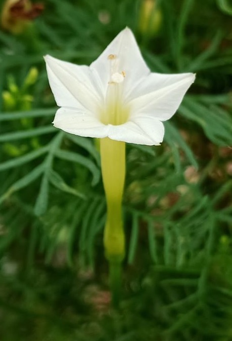 Picture of 3 Mix Color Kunjo Flower Seeds - 10 Pcs Seeds