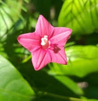 Picture of 3 Mix Color Kunjo Flower Seeds - 10 Pcs Seeds