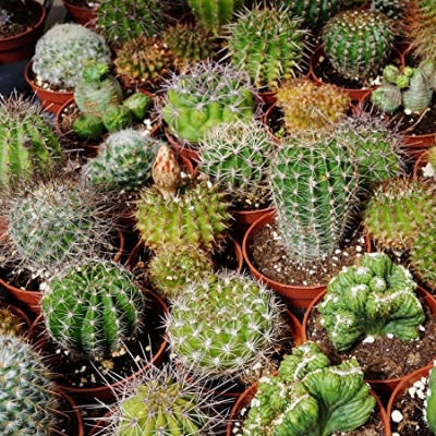Picture of Imported Mix 20 Pcs Rare Cactus Plants Bonsai Seeds
