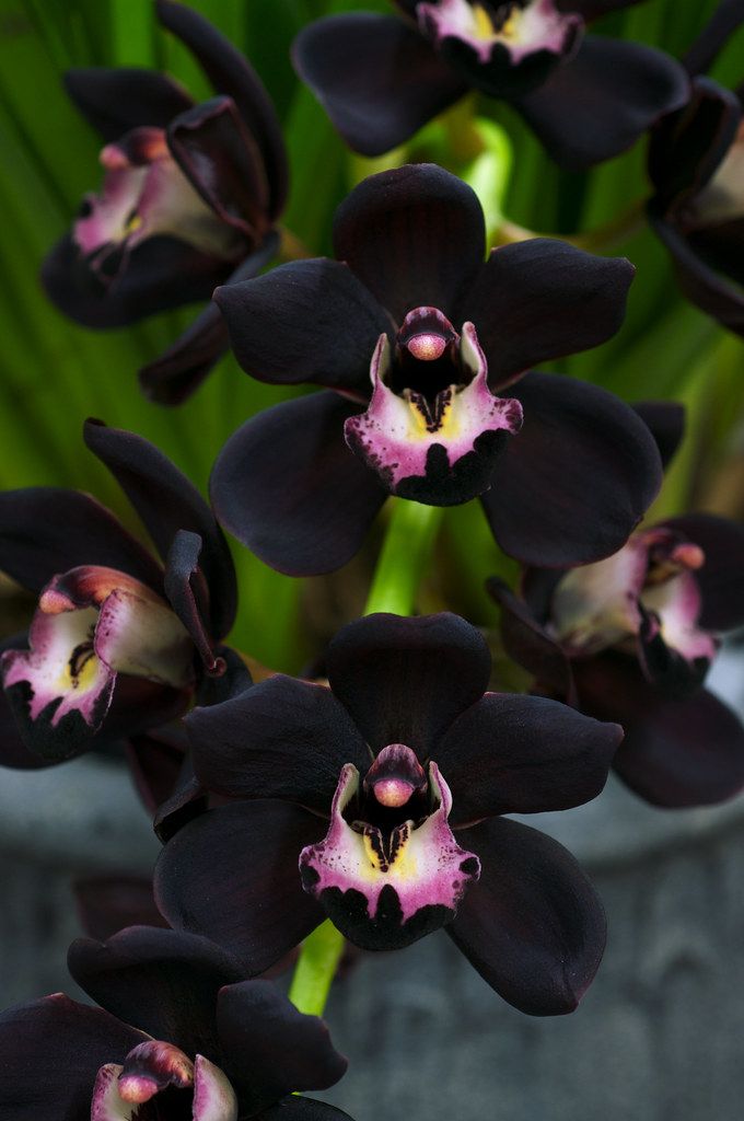 Picture of Global Beautiful Midnight Cymbidium orchid Seeds - 10 Pcs Seeds