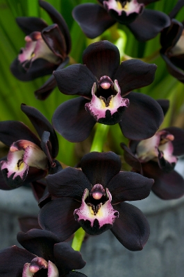 Picture of Global Beautiful Midnight Cymbidium orchid Seeds - 10 Pcs Seeds