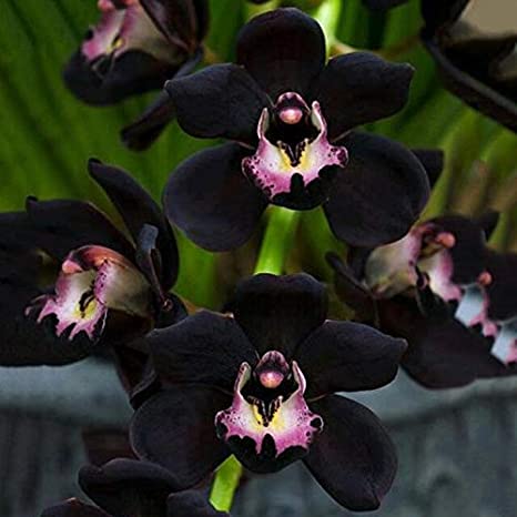 Picture of Global Beautiful Midnight Cymbidium orchid Seeds - 10 Pcs Seeds