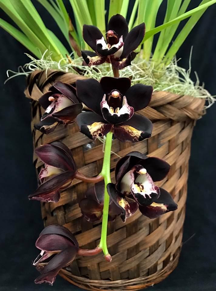 Picture of Global Beautiful Midnight Cymbidium orchid Seeds - 10 Pcs Seeds