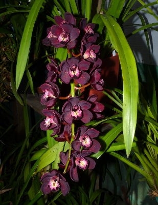 Picture of Global Beautiful Midnight Cymbidium orchid Seeds - 10 Pcs Seeds