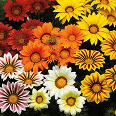 Picture of All Season four colour 10 Pcs Gazania (African Daisies) Flower Seeds