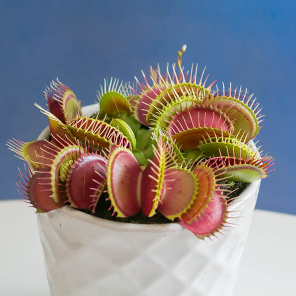 Picture of Global venus fly trap flower 10 pcs seeds