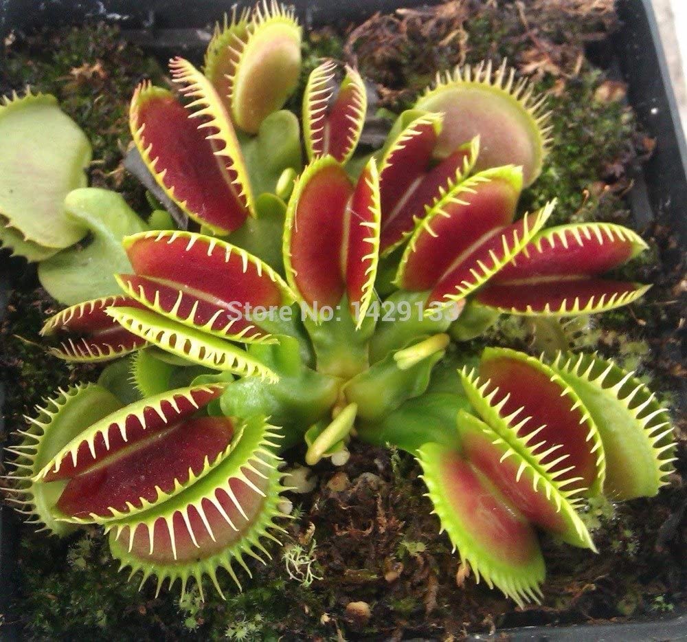 Picture of Global venus fly trap flower 10 pcs seeds