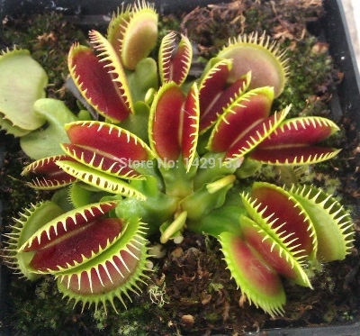 Picture of Global venus fly trap flower 10 pcs seeds