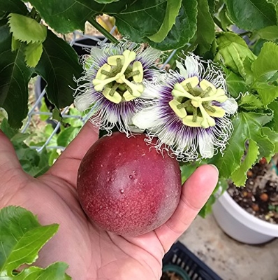 Picture of All Season Red Sweet Passion Fruit/ Anarkoli fol Seeds