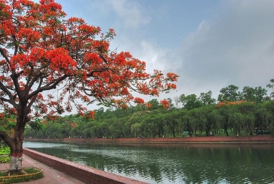 Picture of Krisnochura Flower Seeds -10 Pieces