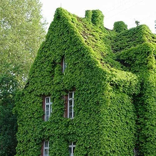 Picture of Global Boston Climbing ivy Creeper Flower Seeds ( intac packt)