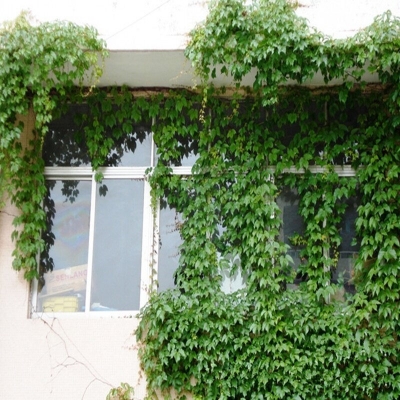 Picture of Global Boston Climbing ivy Creeper Flower Seeds ( intac packt)