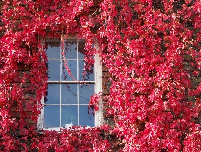 Picture of Global Boston Ivy Red Climbing Creeper Flower 10pcs Seeds
