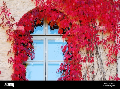 Picture of Global Boston Ivy Red Climbing Creeper Flower 10pcs Seeds