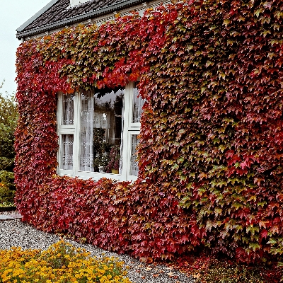 Picture of Global Boston Ivy Red Climbing Creeper Flower 10pcs Seeds