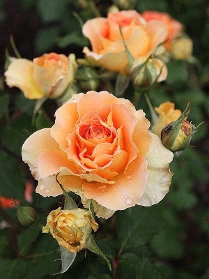 Picture of Rare Peach Colour Giant Roses Flower 20 Pcs Seeds