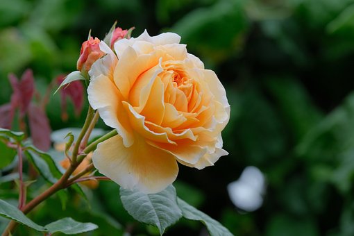 Picture of Rare Peach Colour Giant Roses Flower 20 Pcs Seeds