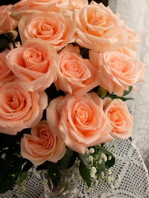 Picture of Rare Peach Colour Giant Roses Flower 20 Pcs Seeds