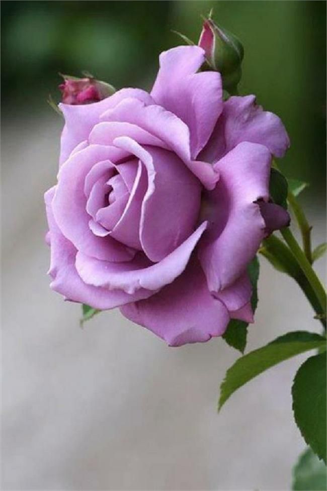 Picture of Rare Lavender Ice colour Roses Flower 25 Pcs Seeds