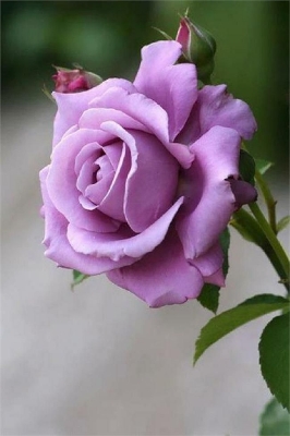 Picture of Rare Lavender Ice colour Roses Flower 25 Pcs Seeds