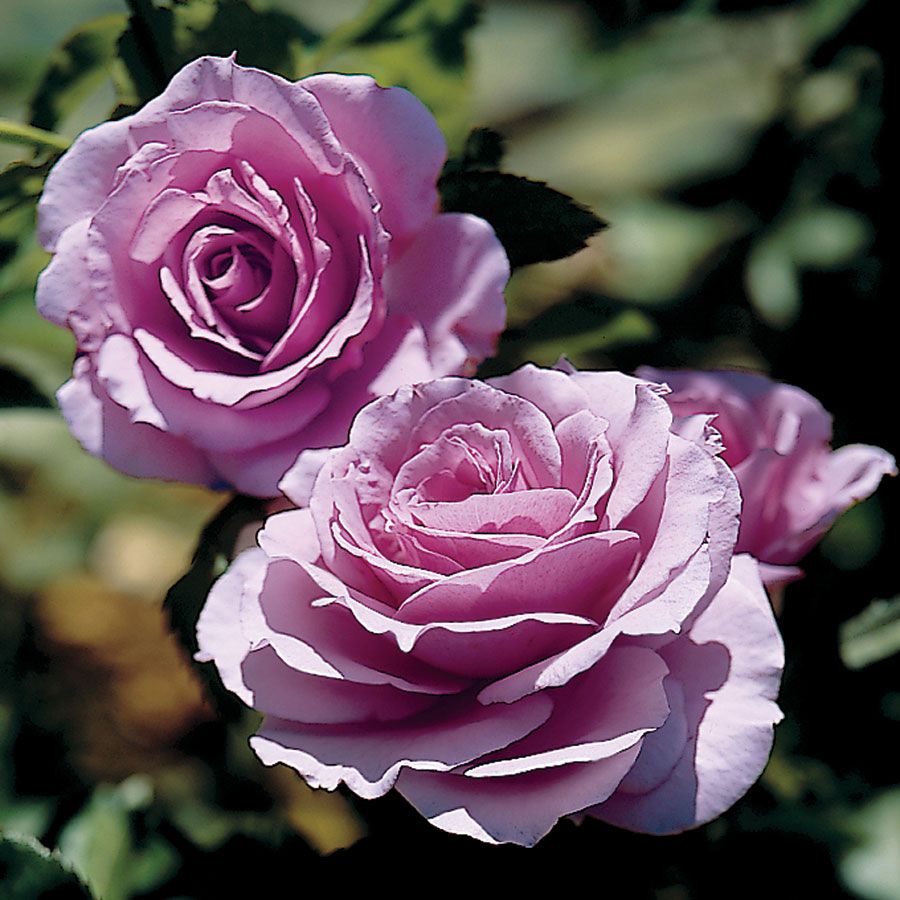 Picture of Rare Lavender Ice colour Roses Flower 25 Pcs Seeds