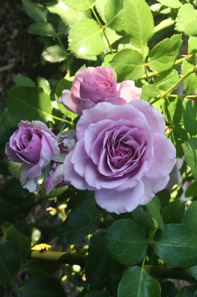 Picture of Rare Lavender Ice colour Roses Flower 25 Pcs Seeds