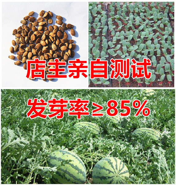 Picture of All Season Yellow Heart Green Body Watermelon Seeds- 40 pcs Intec Packet